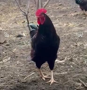 Gəmiricilər: Red island, Rod aylend, Mohagan xuruzu satılır. 6 aylıq cavan və aktiv — 2