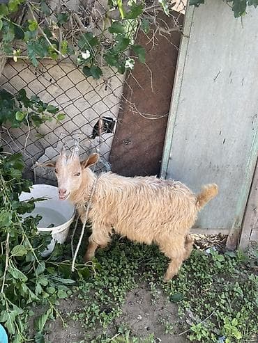 pişik cirmaglama taxtasi: Çəpiş 2 aylığ real alıcıya cuzi endirim ederem erkeydir — 2