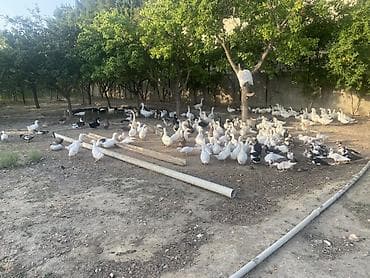 Qazlar: Şəkillərdə müxtəlif növ ev quşları görünür: əsasən ağ qazlar, ördəklər — 4