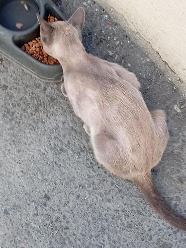 Pisik satilir.Siyan pisiyidi
