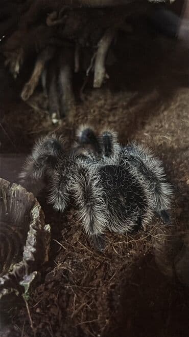 amadin qusu haqqinda: Növ: Brachypelma ( vagans - albo ) (tarantula) – qara və boz-bej — 3