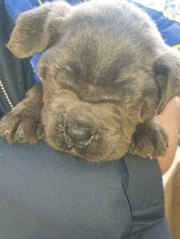 Gəmiricilər: Kane-Korso, Peyvəndli — 5