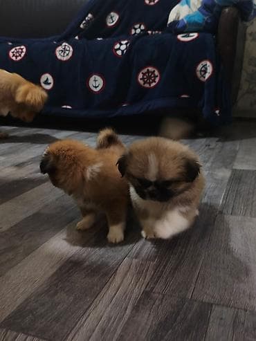ağ itlər: Pekines, 2 ay, Erkek — 4