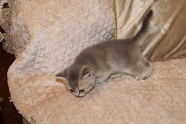 sfinks pişik: Qızıl şinşilla, Erkək, Dişi — 4