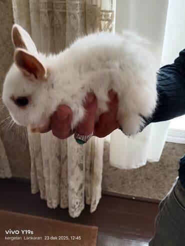 mal yemi: Salam anqor dekerativ aslanbaş karlik balalari evdə saxlanan dovşan — 4