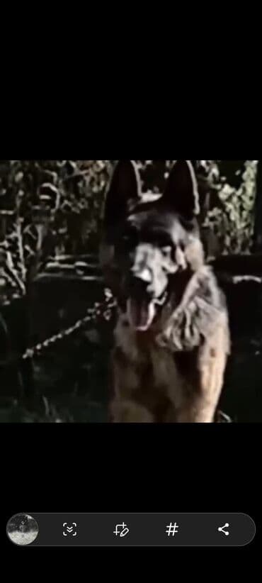 pitbull tap az: Немецкая овчарка, Самец, Самовывоз — 3