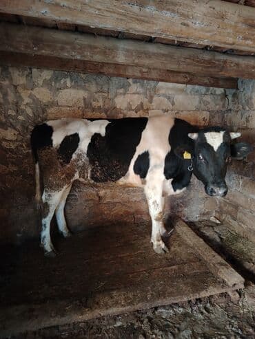 inek sagan aparat: 1 il 2 aylıq erkəy holşteyn danadır, hündür heyvandır həm damazlıqa — 2