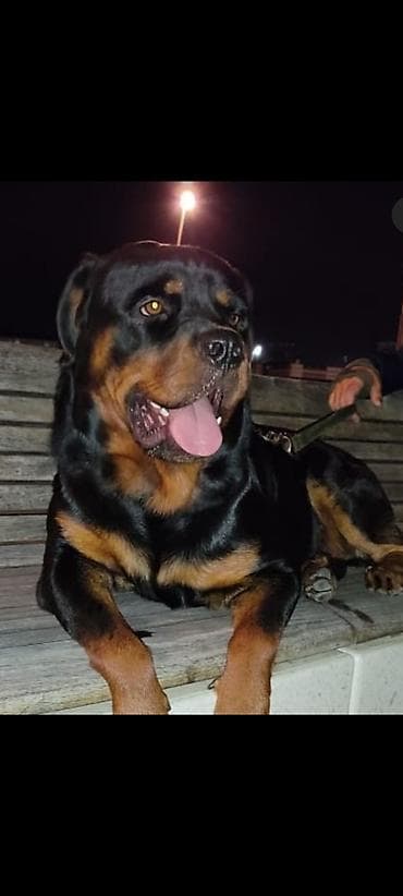 alman afcarkasi satilir: Rotveyler, 7 ay, Dişi, Peyvəndli, Ünvandan götürmə — 3