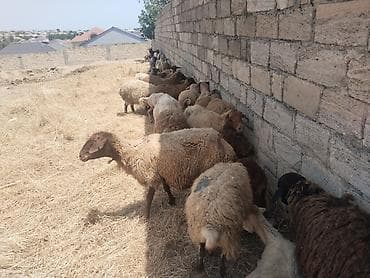 satdig quslar: Salam tam saglam heyvanlar satilir qoyun quzu keci cepis qoc kime ne — 2