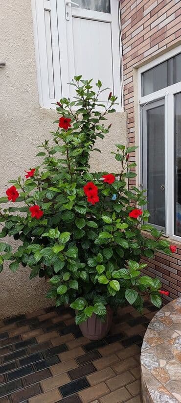 qırmızı gül şəkilləri: Qırmızı Hibiskus (Çin qızılgülü) – iri dibçəkdə, bol çiçəkli dekorativ — 8