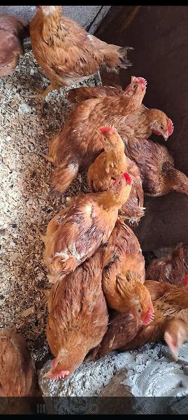 Toyuq, Ətlik lalafo.az -da Toyuq, Ətlik