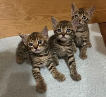 Benqal, Erkək, Dişi, Yaxşı əllərə