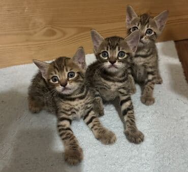 где можно купить котенка: Benqal, Erkək, Dişi, Yaxşı əllərə — 1