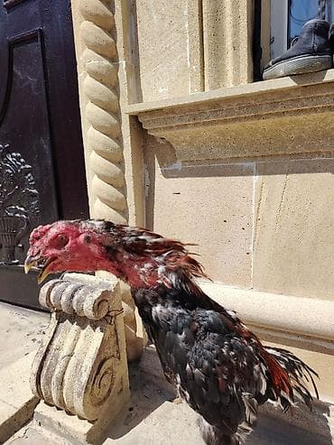 Сельхоз птицы: Salam heyrati becesi satilir 9 ayligdi ela heyvandi qizgin heyvandi — 2