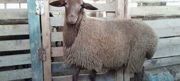 saanen keçi̇ satisi azerbaycanda: Togluların biri 8aylıq biri 6 aylıqdı damazlıga yararlıdır qiymetleri — 4