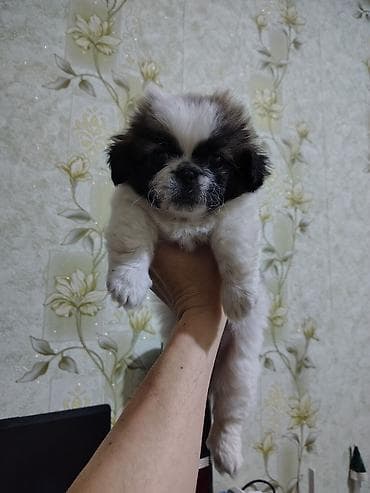 Pekines, 2 ay, Erkek, Peyvəndli, Ödənişli çatdırılma, Pulsuz çatdırılma — 6