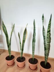 dibçək: Dibçək gülləri — 5