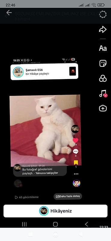 Ağ rəngli ev pişiyi - Tam ağ tüklü, qısa tüklü, yumru başlı və iri