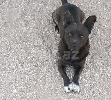 it satisi 2020: Zvonok, 2 il, Erkek, Peyvəndli, Ünvandan götürmə — 1