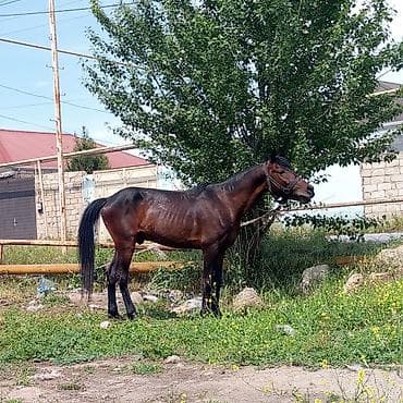 dayça at: Erkək, Ərəb, il: 6, Ödənişli çatdırılma — 4