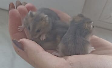 питомники собак в баку: Xamyak (cunqarik balaları) 1 aylıqdılar, ələ tam öyrəşdirilib — 7