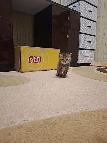 it heyvan: Tabbi, Yaxşı əllərə — 8