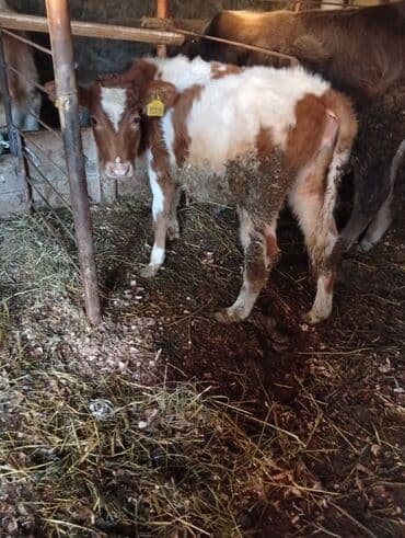 it etibarlı əllərə verilir: Satlıq mal-qaralar - 2 baş bala: biri al-qəhvəyi-ağ ləkəli, digəri — 1