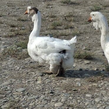 домик для большой собаки: Qaz sürüsü satılır. 1ədad 150 azn Xüsusiyyətlər: - Rənglər: ağ və boz — 5