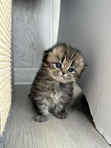 ev pisik: Şotland — 10