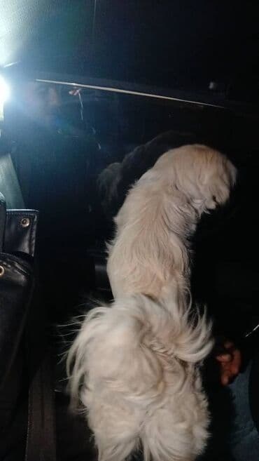 Heyvanlar üçün mallar: Pekines, 9 ay — 2