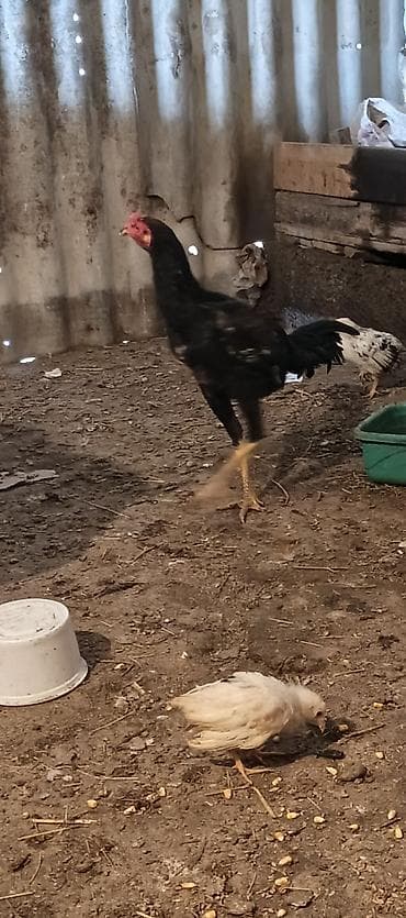 erkəy danalar: Toyuq cücələri, Damazlıq — 1