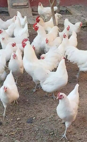 yuxuda ördek balası görmek: Toyuq, Damazlıq — 6