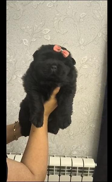 qaz balasi nece gune cixir: Çau-Çau — 3