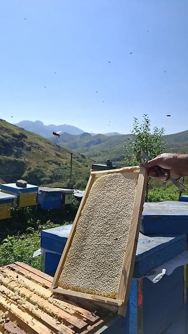 şiş burun xurma: Kəlbəcər Şan Balı Təbii şan balının saf dadını və dağ florasının — 1