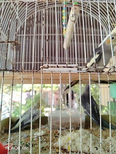 feniks quşu: Nimfalara (Cockatiel) aid quşlar - Növ: Nimfa (Cockatiel), daraqlı — 3