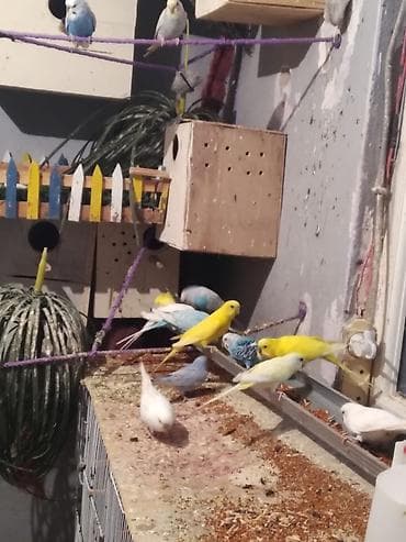 Balalarin biri 10 manat Unvan bileceri - Rəng müxtəlifliyi: sarı