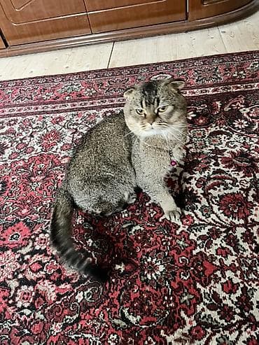 pitbull tap az: Britan yastı qulaq — 2