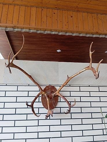 Orjinal Təbii Maral Buynuzu Satılır Ünvan Şağan lalafo.az -da Orjinal Təbii Maral Buynuzu Satılır Ünvan Şağan