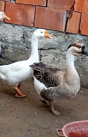 объявление котята в добрые руки: Mart ayı yumurtadan çıxan kuban və linda qazı satılır kuban Erkey — 4