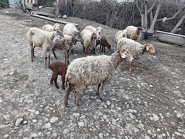 Salam qoyunlar satilir tek isdeyen olsa deyer bele komda satilir 3500m