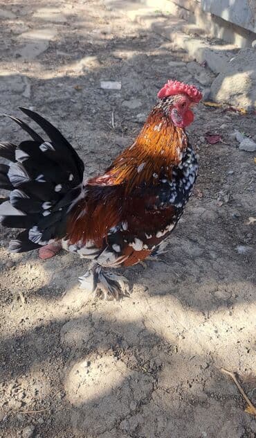 xoruz toyuq: Xoruz, il: 1, Pulsuz çatdırılma — 5