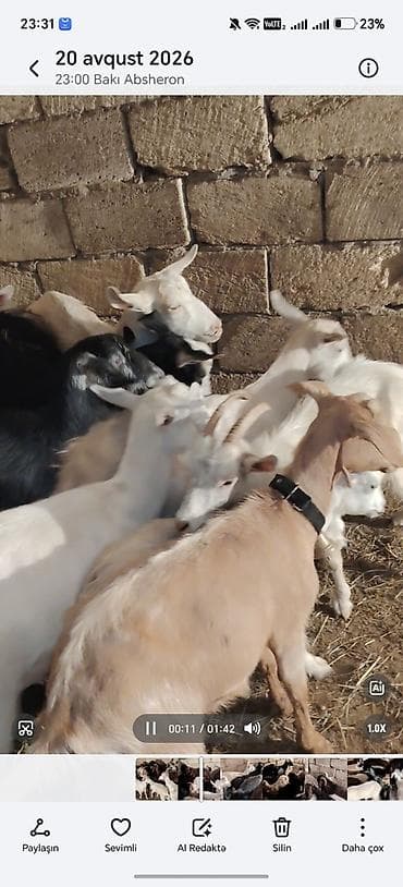 keci sanen: 14 baş keci hamsı 2 1 qarın coxsu bogazdı — 3