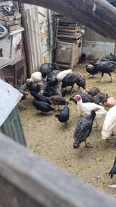 Məhsul: Hinduşka quşları tək tək satılmır qiymət maraq üçündü kom