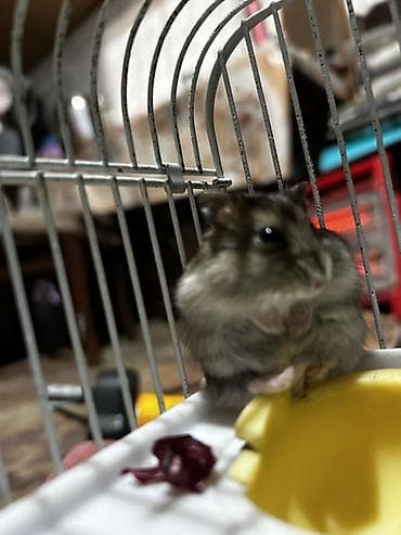 norka heyvan: Dwarf hamster (cücə hamster) – oyuncaq kimi kiçik, mehriban və baxımı — 2