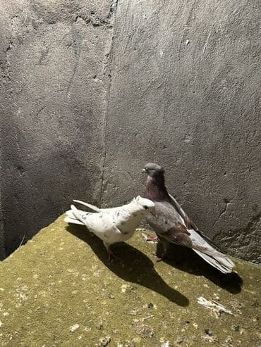 Lincoln: Cüt göyərçin - Növ: Ev göyərçini (şəkildə 2 fərqli rəngdə) - Rənglər — 1