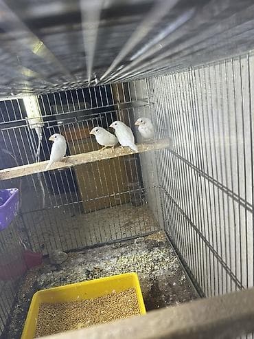 Ağ benqallar. Azərbaycanda az olan quşlardır. 1 cütü 50 azn. 8 cüt var