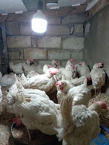 at satsi: Toyuq, Broyler, Ətlik — 2