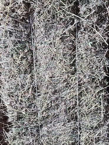 pişik ucun qab: Yonca 3.80 — 2