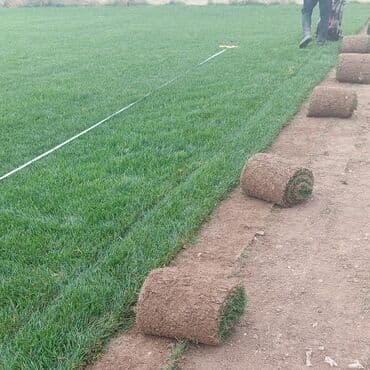 Rulonlu qazon – professional əkilib-becərilmiş, sıx və vahid yaşıllıq