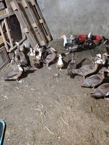 kayuqa ördək: Məhsul: ağ-qara və qəhvəyi-ağ rəng çalarlarında muskovi ördəklər — 6